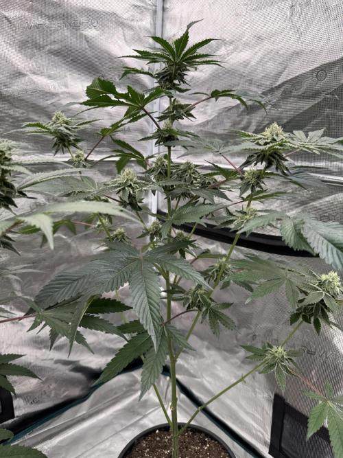1st clone run 👯‍♀️✂️. Week 4