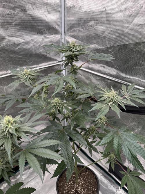1st clone run 👯‍♀️✂️. Week 4