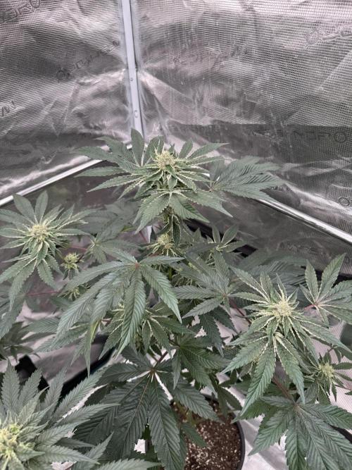 1st clone run 👯‍♀️✂️. Week 4