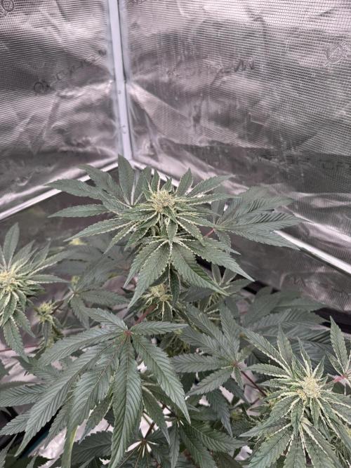 1st clone run 👯‍♀️✂️. Week 4