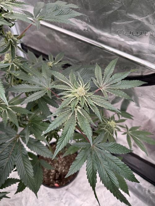 1st clone run 👯‍♀️✂️. Week 4