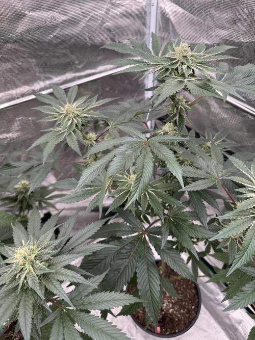 1st clone run 👯‍♀️✂️. Week 4