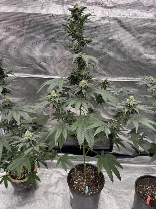 1st clone run 👯‍♀️✂️. Week 4