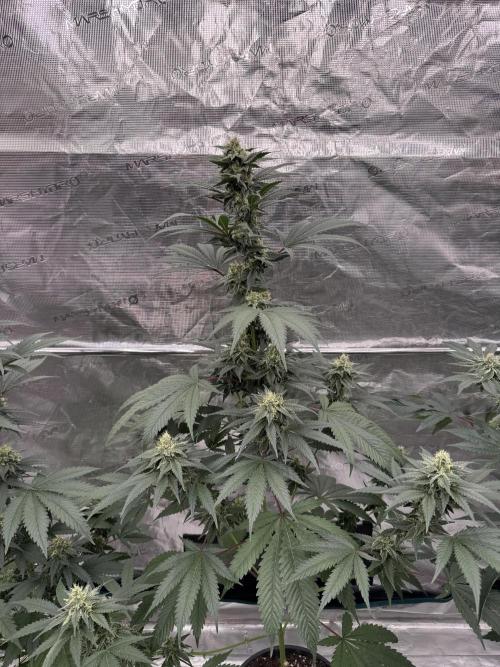 1st clone run 👯‍♀️✂️. Week 4