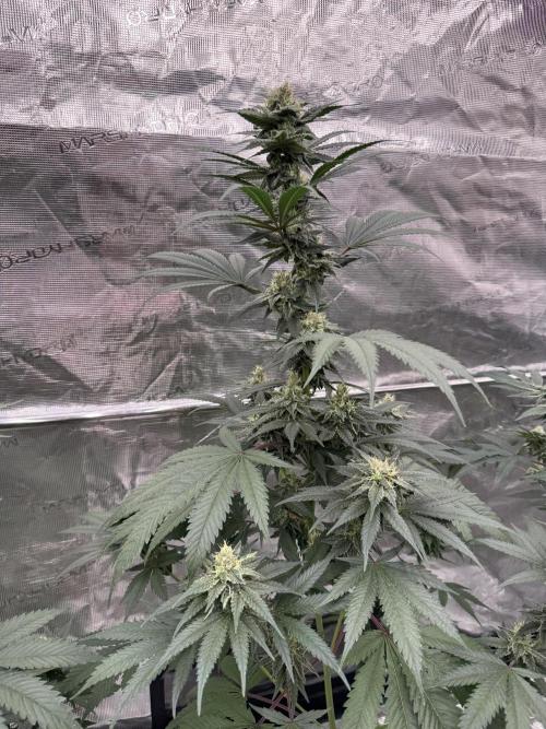 1st clone run 👯‍♀️✂️. Week 4