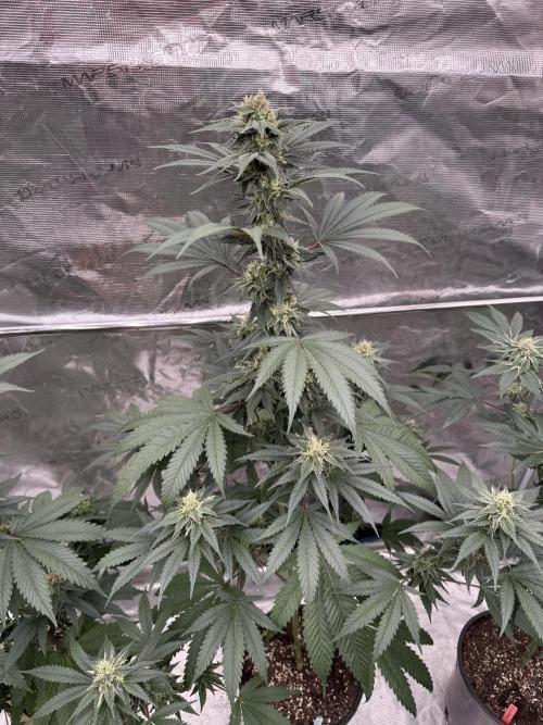 1st clone run 👯‍♀️✂️. Week 4