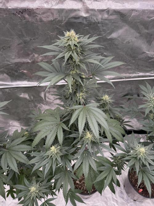 1st clone run 👯‍♀️✂️. Week 4