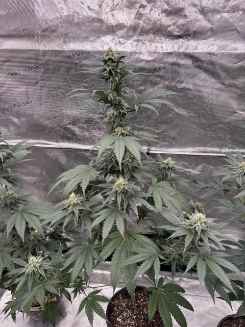 1st clone run 👯‍♀️✂️. Week 4