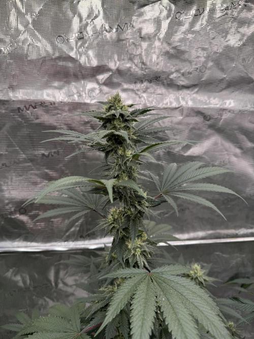 1st clone run 👯‍♀️✂️. Week 4