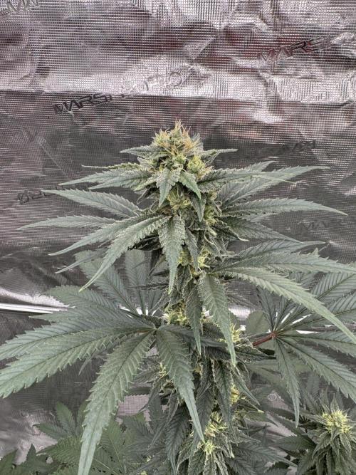 1st clone run 👯‍♀️✂️. Week 4