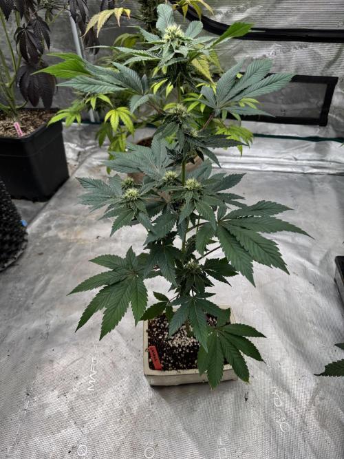 Black Cherry Gushers. Week 3
