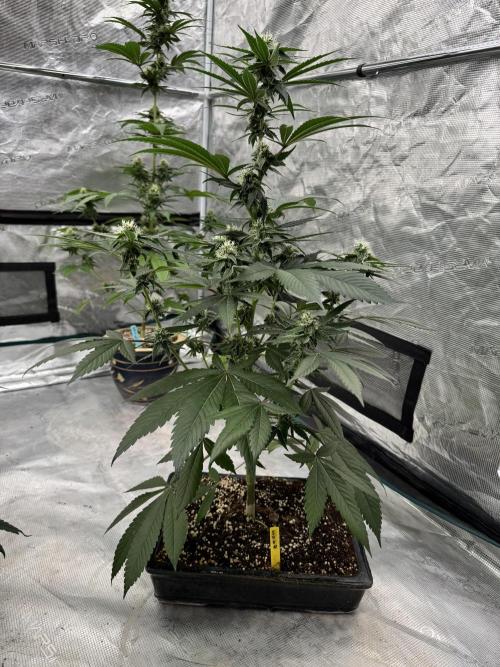 直幹 Chokkan 🌲. Week 3