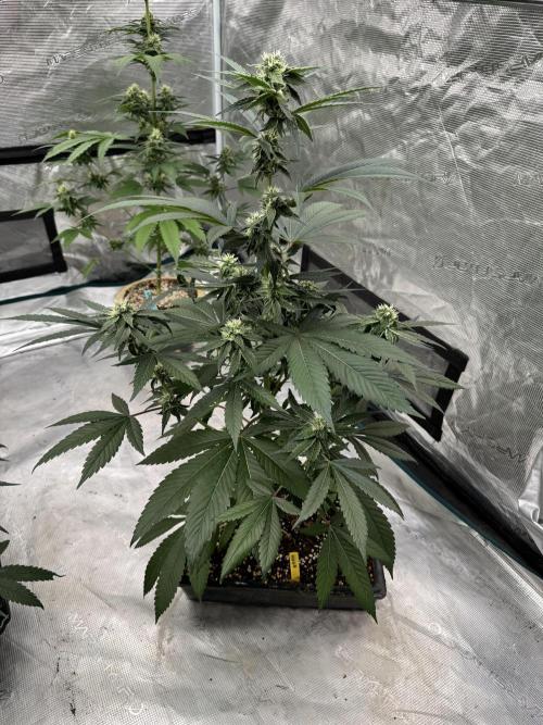 直幹 Chokkan 🌲. Week 3