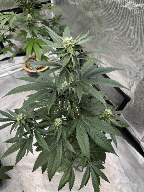 直幹 Chokkan 🌲. Week 3