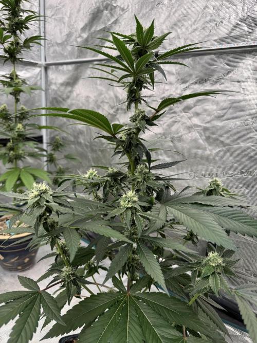 直幹 Chokkan 🌲. Week 3
