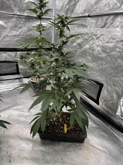 直幹 Chokkan 🌲. Week 3