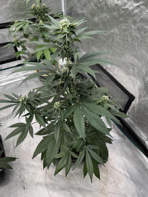 直幹 Chokkan 🌲. Week 3