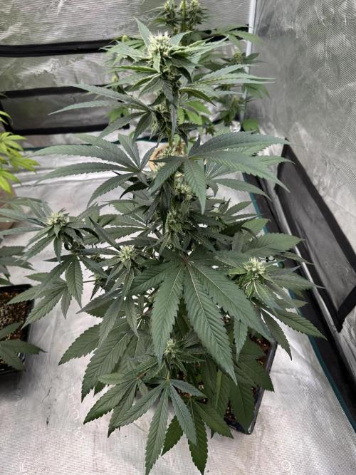 Sour Diesel x Zoda. Week 3