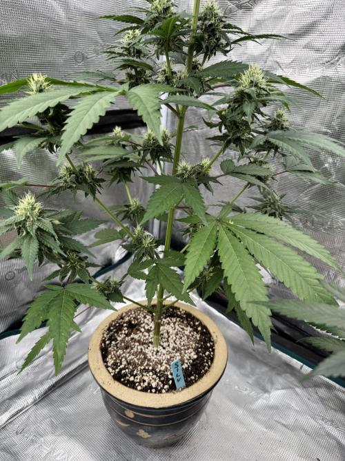 Hazy Bonsaï. Week 3