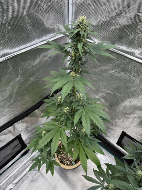 Hazy Bonsaï. Week 3