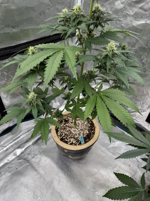 Hazy Bonsaï. Week 3