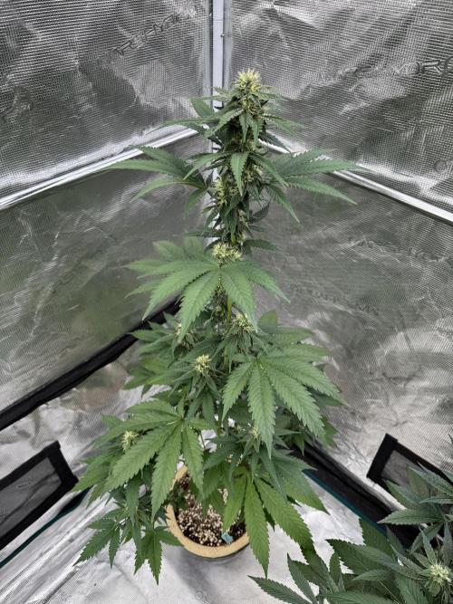 Hazy Bonsaï. Week 3