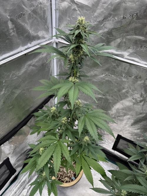Hazy Bonsaï. Week 3
