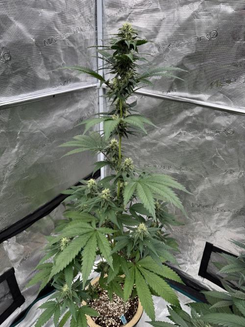 Hazy Bonsaï. Week 3