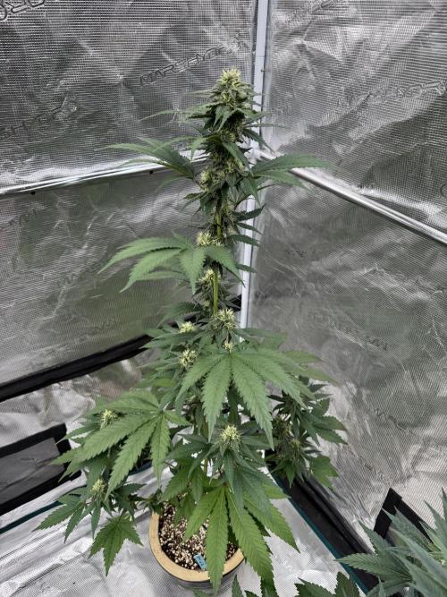 Hazy Bonsaï. Week 3