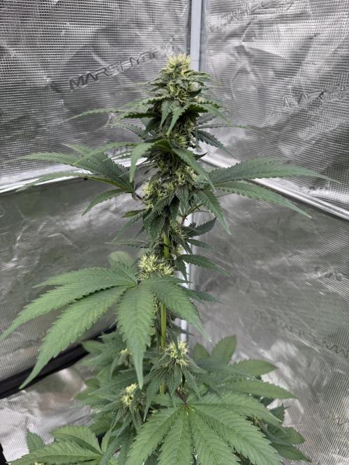 Hazy Bonsaï. Week 3