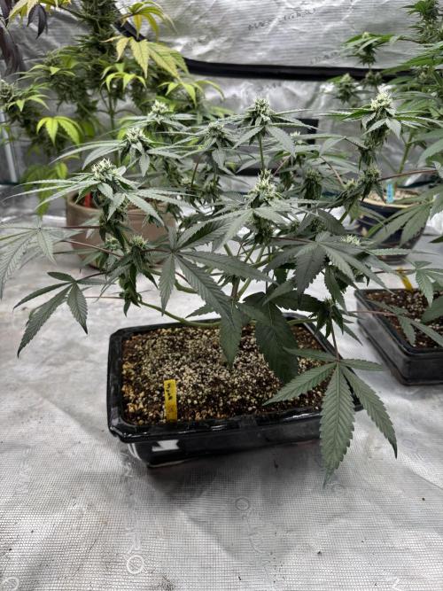 Pai Mei. Week 3