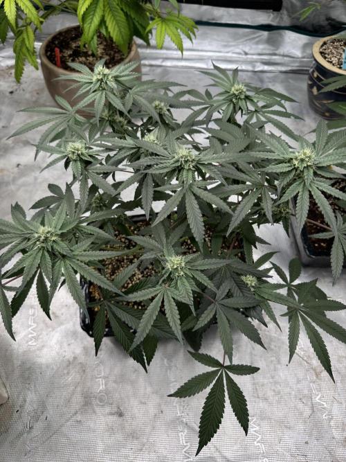 Pai Mei. Week 3