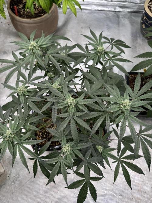 Pai Mei. Week 3