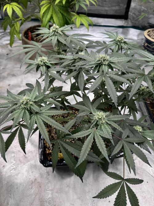 Pai Mei. Week 3
