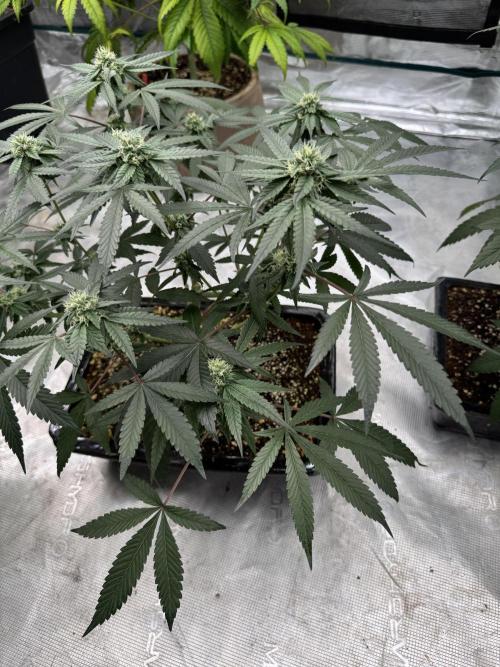 Pai Mei. Week 3