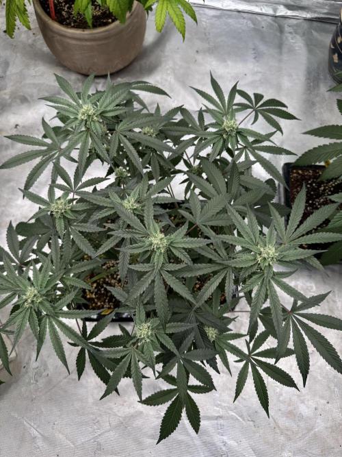 Sour Diesel x Zoda. Week 3