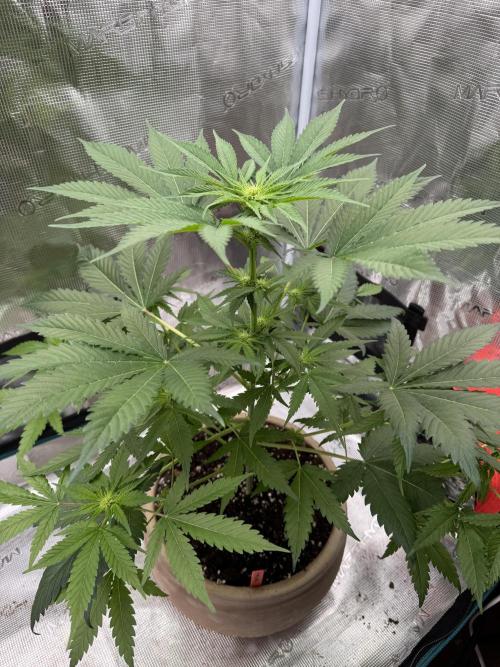 Medellín 🇨🇴. Week 6