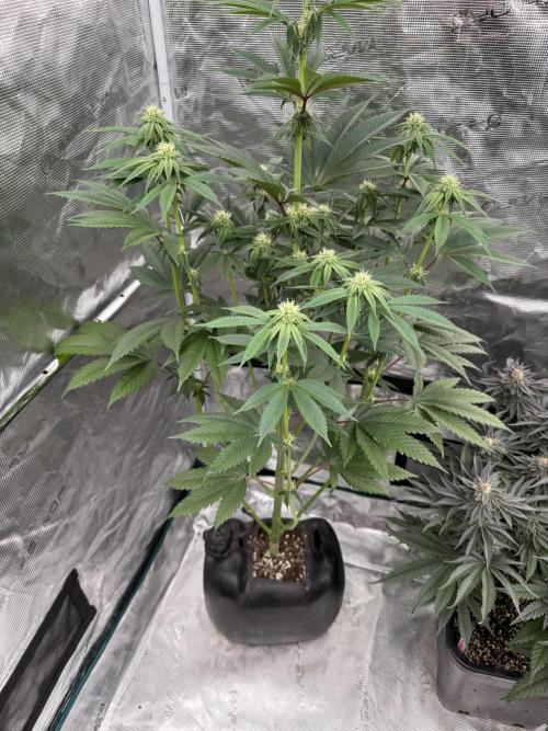 Roy’s Café. Week 9
