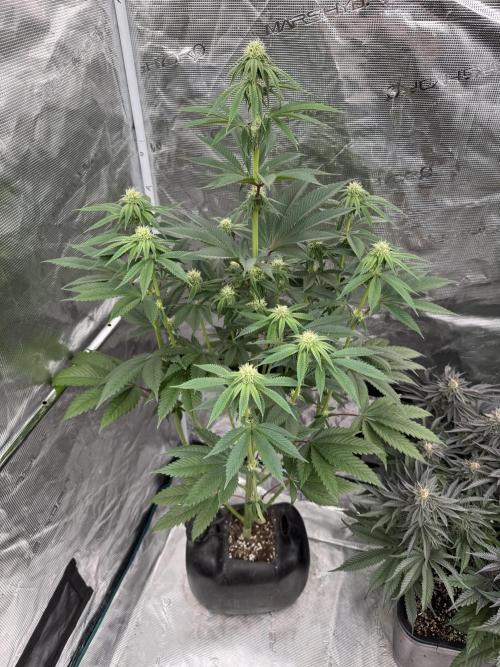 Roy’s Café. Week 9