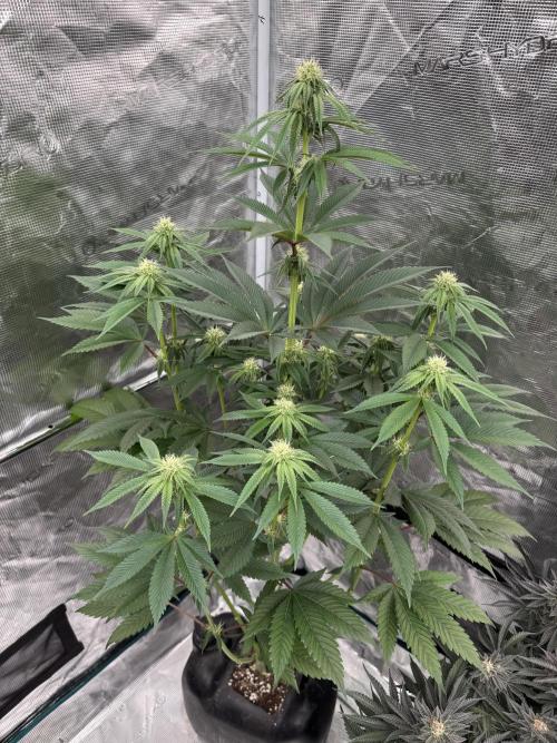 Roy’s Café. Week 9