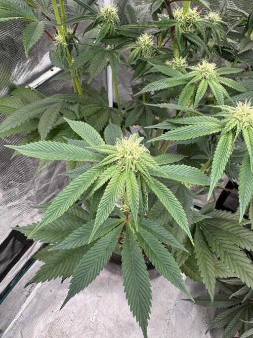 Roy’s Café. Week 9