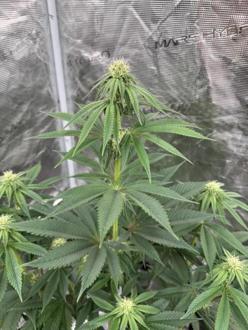Roy’s Café. Week 9