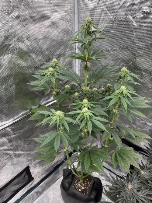 Sour Diesel x Zoda. Week 9