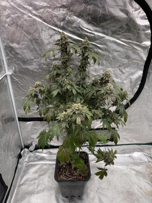 Acai x Black Cherry Funk. Week 17