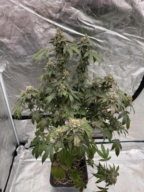 Acai x Black Cherry Funk. Week 17
