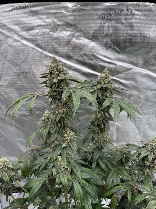 Acai x Black Cherry Funk. Week 17