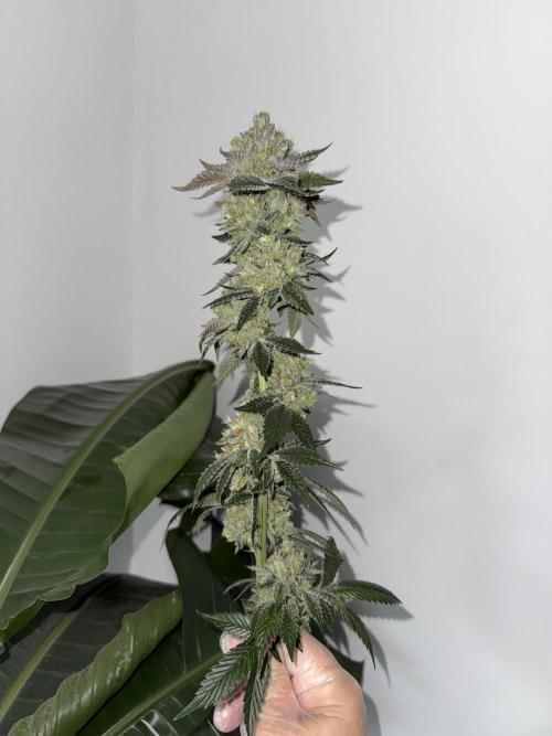 Acai x Black Cherry Funk. Week 17