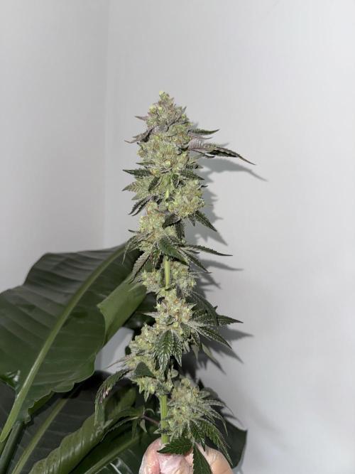 Acai x Black Cherry Funk. Week 17