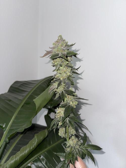 Acai x Black Cherry Funk. Week 17