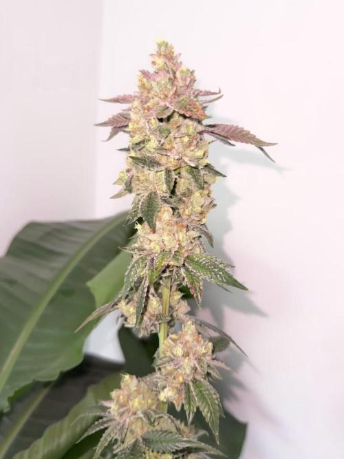 Acai x Black Cherry Funk